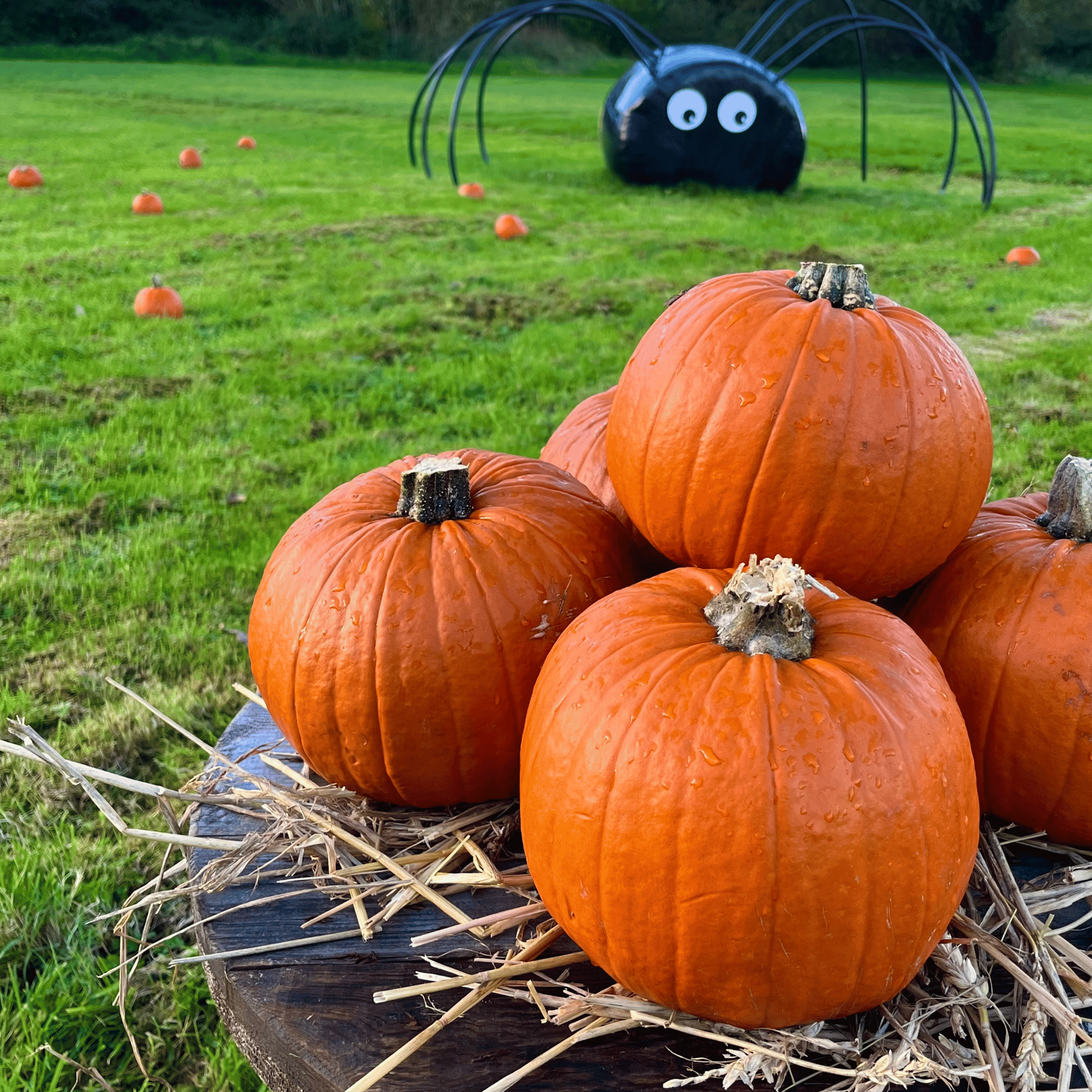 Halloween Family Escape